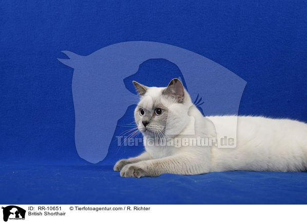 Britisch Kurzhaar / British Shorthair / RR-10651