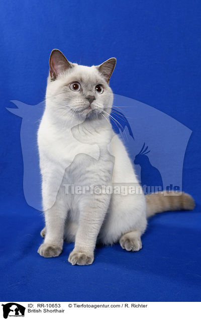 Britisch Kurzhaar / British Shorthair / RR-10653