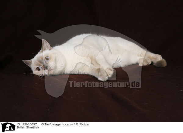 Britisch Kurzhaar / British Shorthair / RR-10657