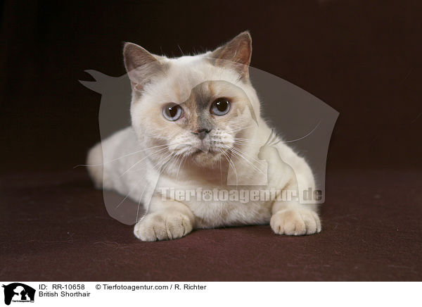 Britisch Kurzhaar / British Shorthair / RR-10658