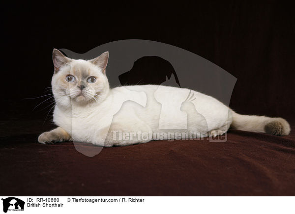 Britisch Kurzhaar / British Shorthair / RR-10660