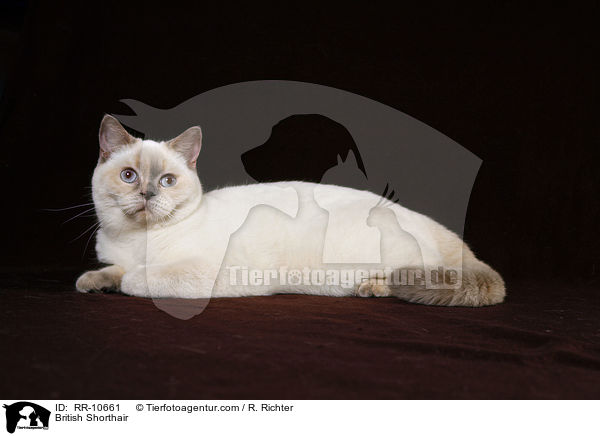 Britisch Kurzhaar / British Shorthair / RR-10661