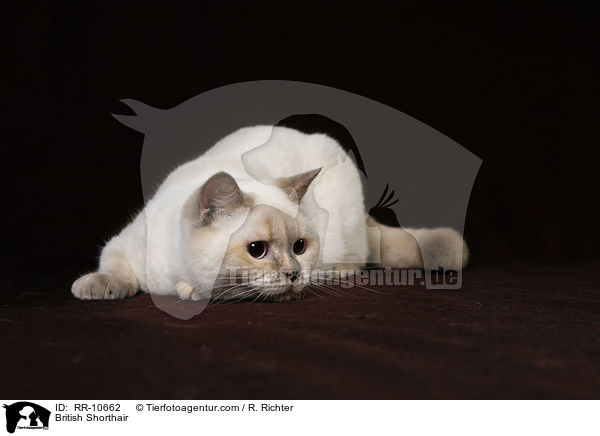 Britisch Kurzhaar / British Shorthair / RR-10662