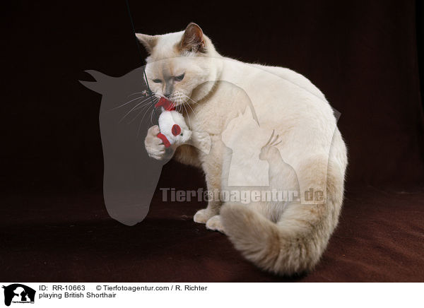 spielende Britisch Kurzhaar / playing British Shorthair / RR-10663