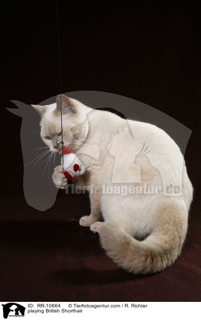 spielende Britisch Kurzhaar / playing British Shorthair / RR-10664
