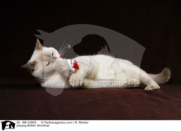 spielende Britisch Kurzhaar / playing British Shorthair / RR-10665