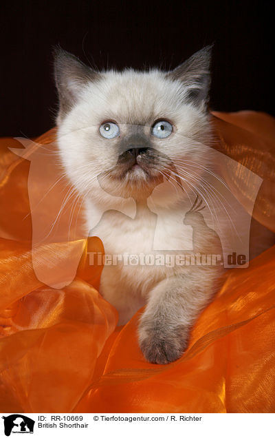 Britisch Kurzhaar / British Shorthair / RR-10669