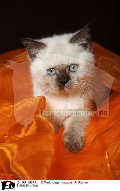 Britisch Kurzhaar / British Shorthair / RR-10671