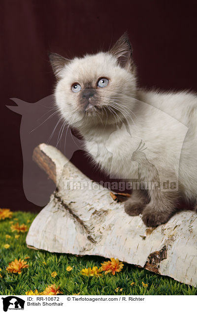 Britisch Kurzhaar / British Shorthair / RR-10672