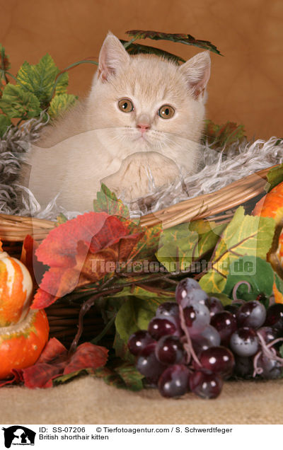 British shorthair kitten / SS-07206