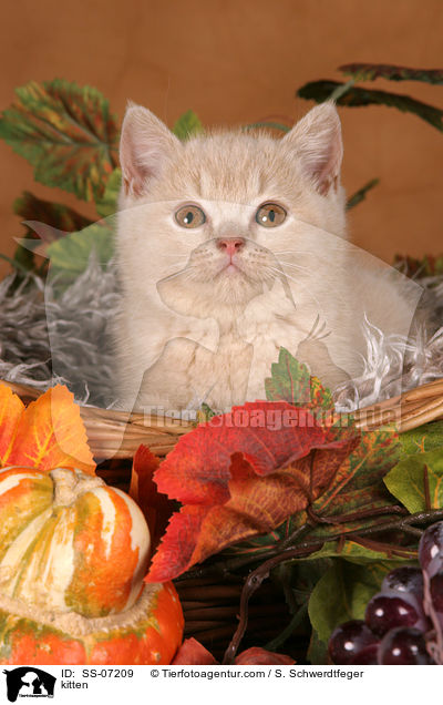kitten / SS-07209