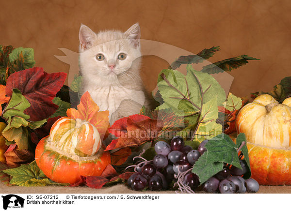 Britisch Kurzhaar Ktzchen / British shorthair kitten / SS-07212