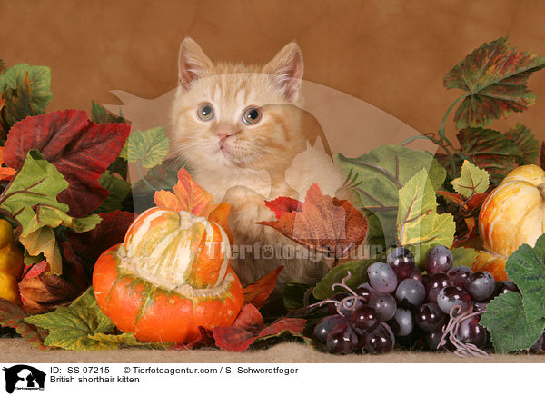 British shorthair kitten / SS-07215