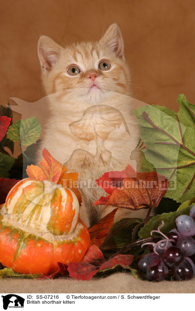 British shorthair kitten / SS-07216