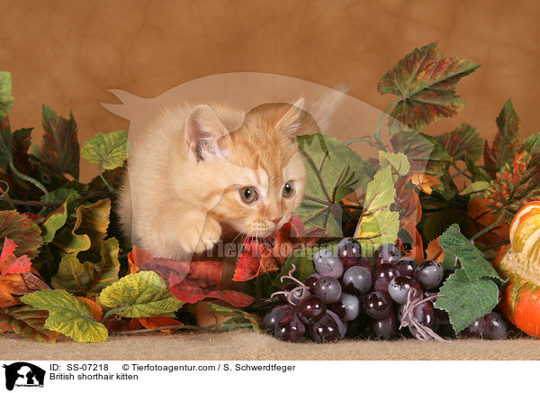 Britisch Kurzhaar Ktzchen / British shorthair kitten / SS-07218