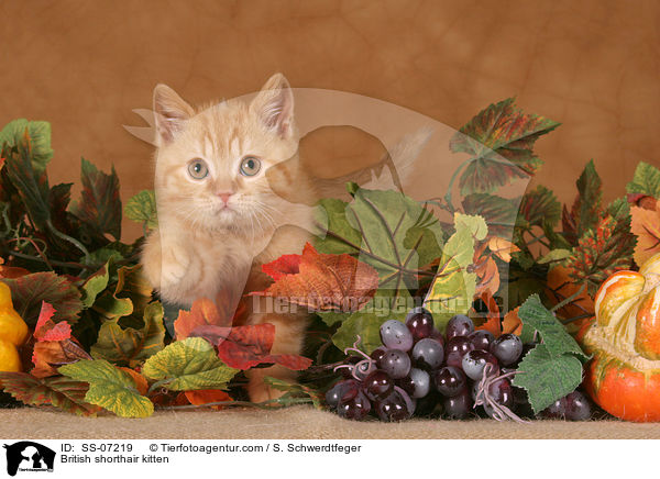 Britisch Kurzhaar Ktzchen / British shorthair kitten / SS-07219