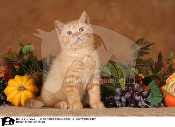 Britisch Kurzhaar Ktzchen / British shorthair kitten / SS-07222