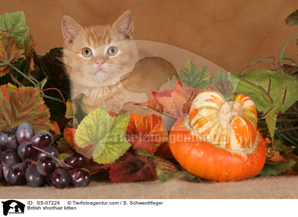 British shorthair kitten / SS-07224