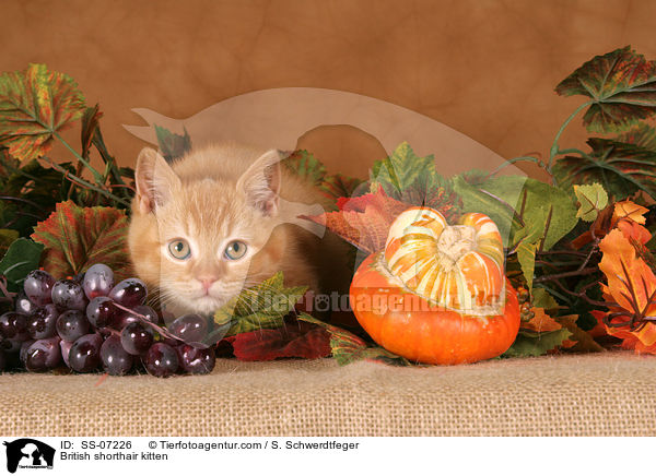 British shorthair kitten / SS-07226