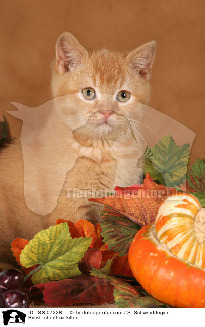 Britisch Kurzhaar Ktzchen / British shorthair kitten / SS-07228
