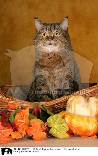 sitzende Britisch Kurzhaar / sitting British Shorthair / SS-07271