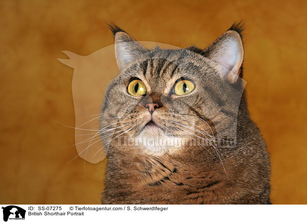 Britisch Kurzhaar Portrait / British Shorthair Portrait / SS-07275
