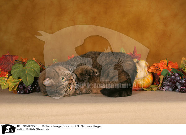 Britisch Kurzhaar wlzt sich / rolling British Shorthair / SS-07278