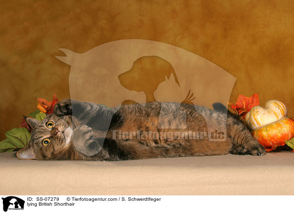 liegende Britisch Kurzhaar / lying British Shorthair / SS-07279