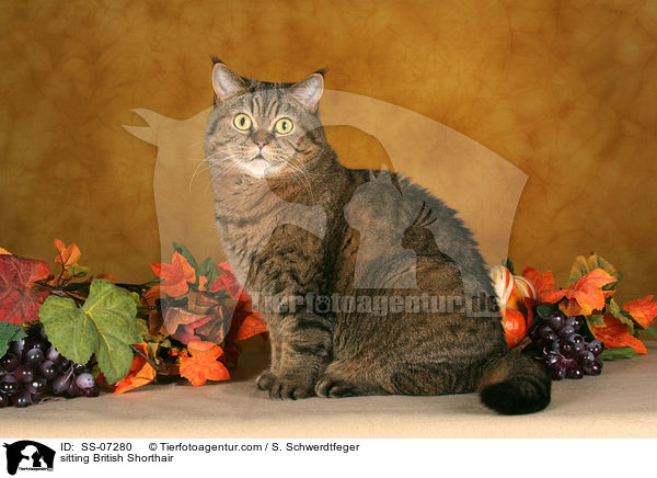 sitzende Britisch Kurzhaar / sitting British Shorthair / SS-07280