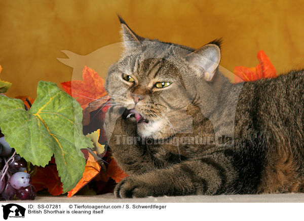 Britisch Kurzhaar putzt sich / British Shorthair is cleaning itself / SS-07281