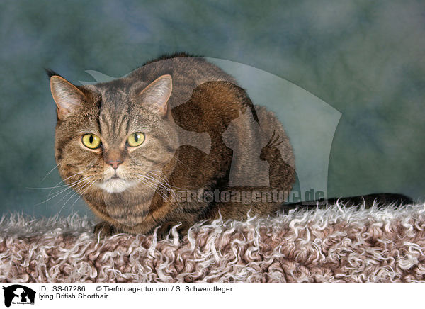 liegende Britisch Kurzhaar / lying British Shorthair / SS-07286