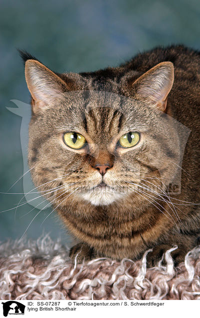 liegende Britisch Kurzhaar / lying British Shorthair / SS-07287