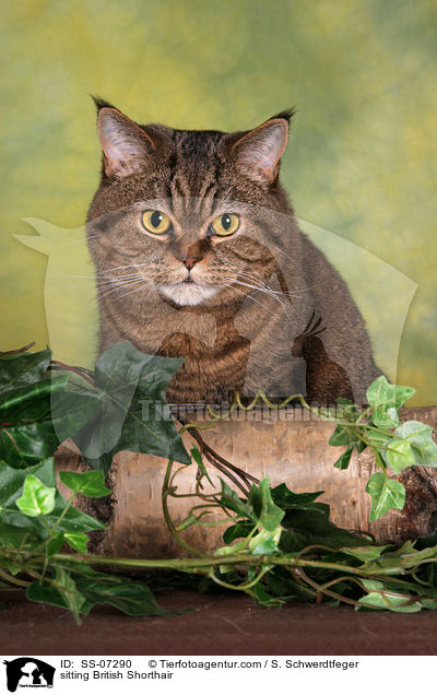 sitzende Britisch Kurzhaar / sitting British Shorthair / SS-07290