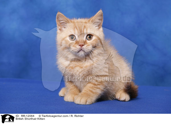 British Shorthair Kitten / RR-12064