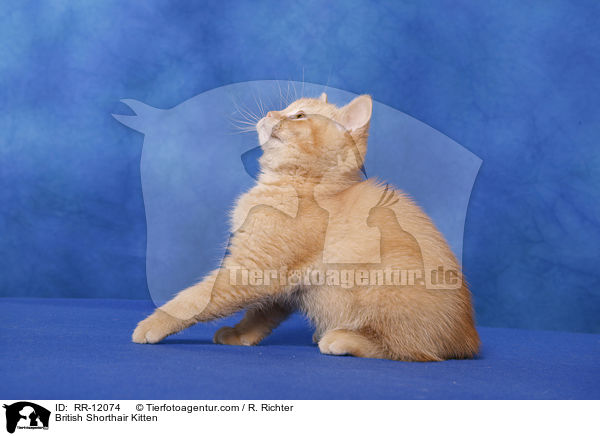 British Shorthair Kitten / RR-12074