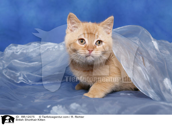 Britisch Kurzhaar Ktzchen / British Shorthair Kitten / RR-12075