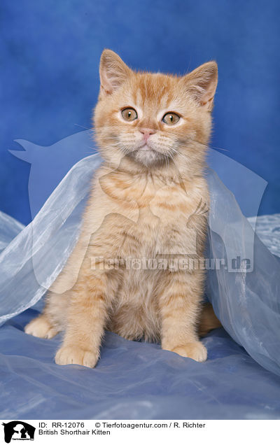 British Shorthair Kitten / RR-12076