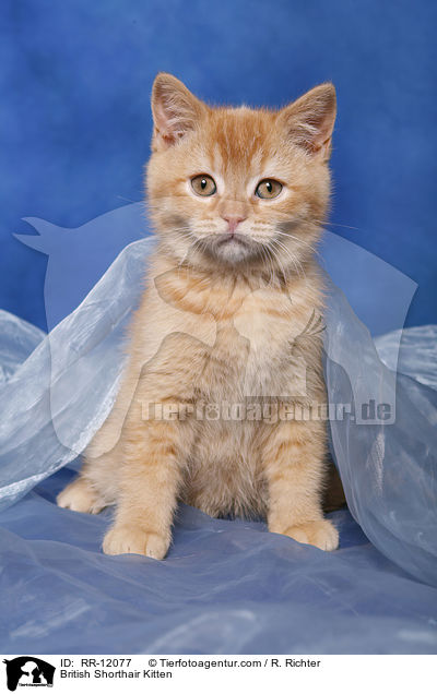 British Shorthair Kitten / RR-12077