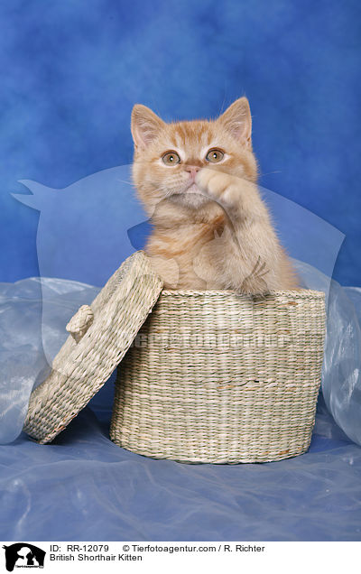 British Shorthair Kitten / RR-12079
