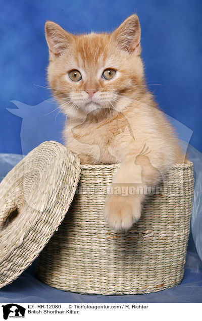 British Shorthair Kitten / RR-12080