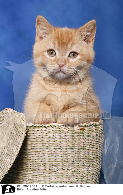 British Shorthair Kitten / RR-12081