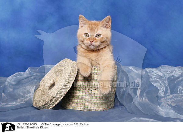 British Shorthair Kitten / RR-12083