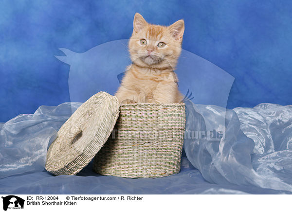 British Shorthair Kitten / RR-12084