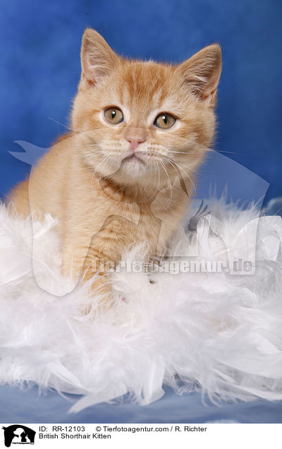 Britisch Kurzhaar Ktzchen / British Shorthair Kitten / RR-12103