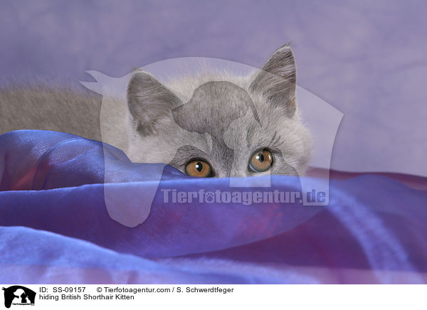 Britisch Kurzhaar Ktzchen versteckt sich / hiding British Shorthair Kitten / SS-09157