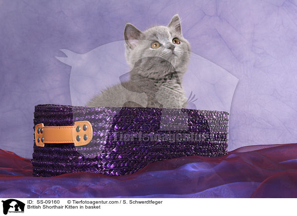 Britisch Kurzhaar Ktzchen in Krbchen / British Shorthair Kitten in basket / SS-09160