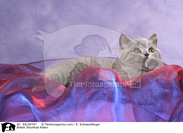 Britisch Kurzhaar Ktzchen / British Shorthair Kitten / SS-09161