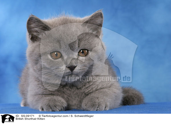British Shorthair Kitten / SS-09171