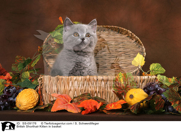 British Shorthair Kitten in basket / SS-09176
