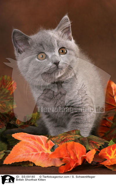 British Shorthair Kitten / SS-09180